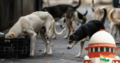 Delhi Stray Dog Case