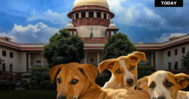 Supreme Court Declines Urgent Hearing on Plea Against MCD’s Stray Dog Action