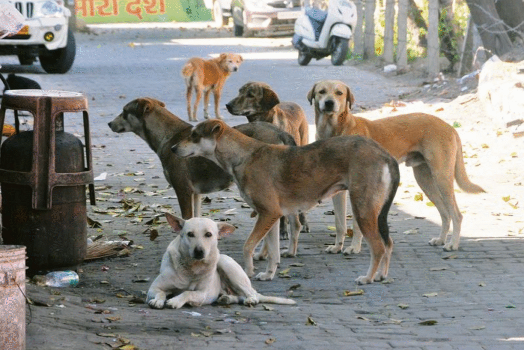 Stray Dogs