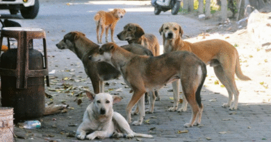 Stray Dogs