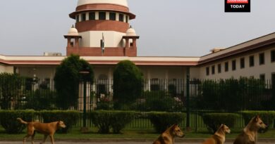 Supreme Court and Stray Dogs
