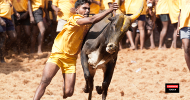 Jallikattu