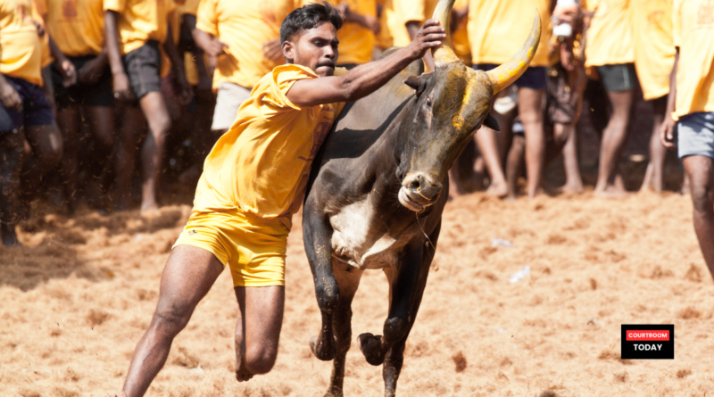 Jallikattu